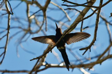 Hummingbird with blue sky