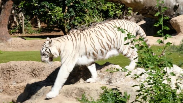 Weiße Tiger sind auf der ganzen Welt sehr beliebt. Die weißen Tiger sind eine sehr seltene Variante des Bengal-Tigers (Panthera tigris tigris), auch Königstiger genannt.