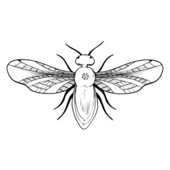 Beetle illustration. Vector beetle