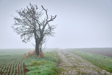 Moody foggy autumn landscape with agricultural fields and a decaying overgrown path leading into...