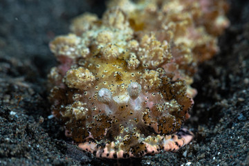 Dermatobranchus pustulosus