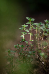 kleine grüne gartenpflanze
