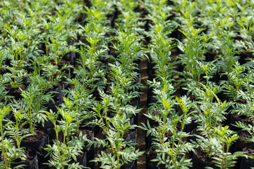 Flower seedlings. Arrange the garden horizontally.