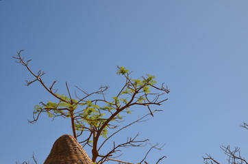 the tree and the sky is blue