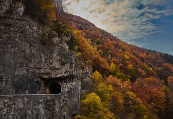 Beech trees with autumn colors in La Goule Noire de las Gorges de La Bourne. France