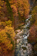 Beech trees with autumn colors in La Goule Noire de las Gorges de La Bourne. France