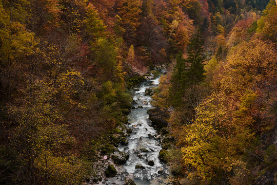 Beech trees with autumn colors in La Goule Noire de las Gorges de La Bourne. France