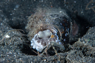 Coconut Octopus Amphioctopus marginatus living inside a plastic bottle
