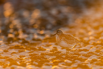 朝焼けの中のオバシギ(Great Knot )