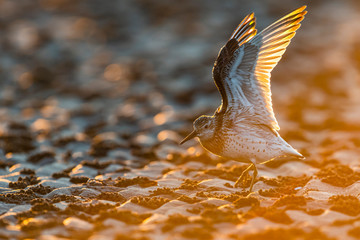 伸びをするオバシギ(Great Knot )