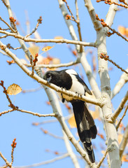  pie se frotte sur une branche d'arbre 