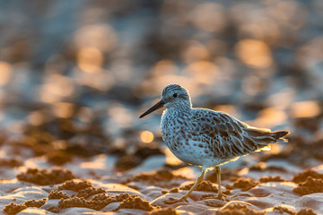 朝焼けの中のオバシギ(Great Knot )