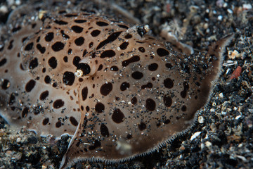 Moon-headed Sidegill Slug Euselenops luniceps