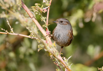 Obraz premium The dunnock (Prunella modularis) sitting on branch of bush in soft evening light. Closeup view. .The identifications signs of the bird and the structure of the feathers are clearly visible..