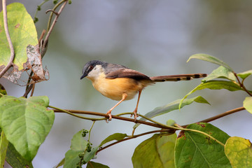 ashy prinia or ashy wren-warbler sits on a thin branch of a bush. Rear and side view