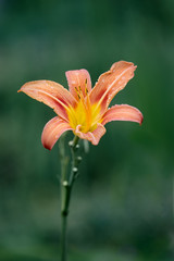 Orange lily against teal background