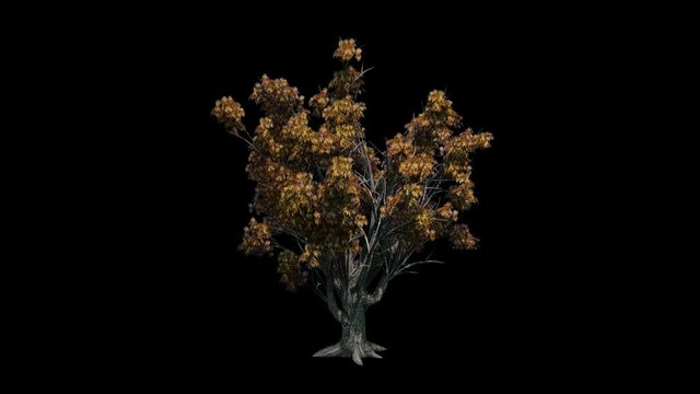 Amur cork tree blowing in the wind, Alpha Channel