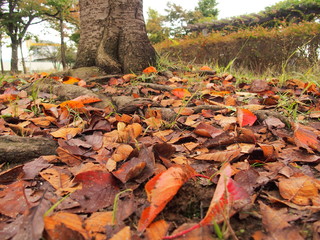 桜の枯れ葉散る公園風景