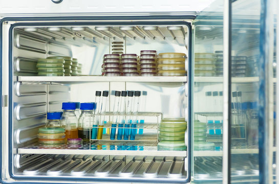 Agar medium and broth from the microbial test incubate in the incubator for growth supporting of microorganism, concept of microbial test in the quality control laboratory in pharmaceutical industry.