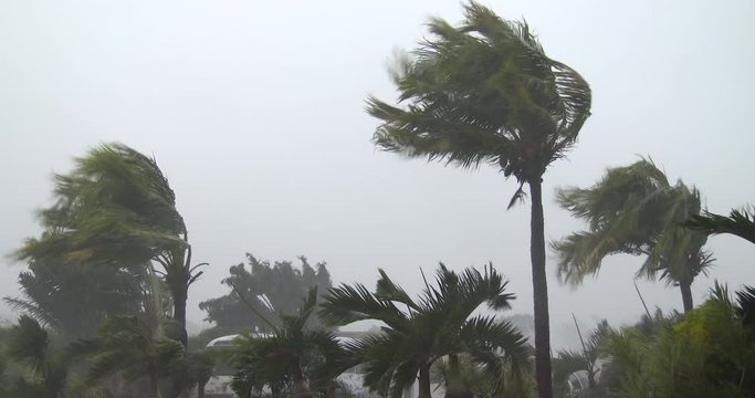 Powerful Wind From Dangerous Hurricane Blows Palm Trees - Noul