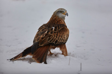 Red Kite in flight above the hills of Segovia, Spain