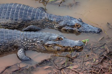 Naklejka premium Two Broad-snouted caiman side by side, like brothers, on the edge of the swamp. Brazilian wetlands. Pantanal Brazil.