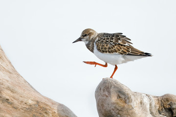 Ruddy Turnstone (Arenaria interpres) foraging on a piece of driftwood - Lake Huron, Ontario, Canada