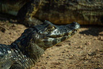 Fototapeta premium A large crocodilian reptile, the broad-snouted caiman (Caiman latirostris) on the border of pond in Pantanal, Brazil. 