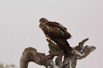 Red Kite in flight above the hills of Segovia, Spain