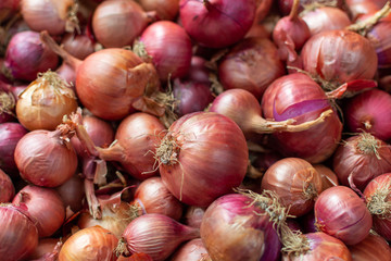 Obraz na płótnie Canvas Young fresh red onion on market, new harvest, close up