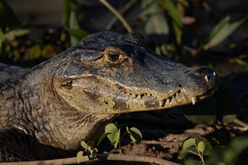 Fototapeta premium A large crocodilian reptile, the broad-snouted caiman (Caiman latirostris) on the border of pond in Pantanal, Brazil. 
