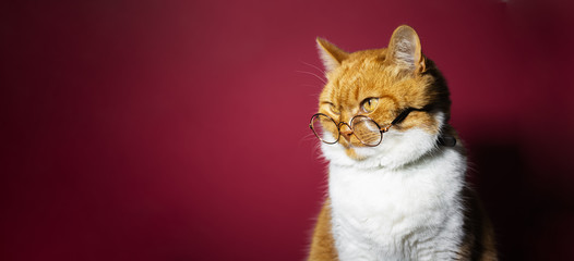 Obraz premium Portrait of short hair british red white cat, wearing eyeglasses, on background of pink coral color.