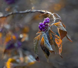 american beautyberry in late fall on a cold foggy morning 