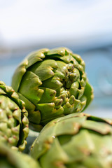Obraz premium Bunch of fresh raw artichokes heads from artichoke plantation in Argolida, Greece ready to cook