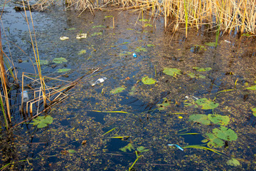 Marshy lake landscape in autumn day