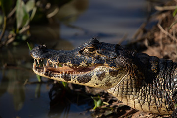 A large crocodilian reptile, the broad-snouted caiman (Caiman latirostris) on the border of pond in...