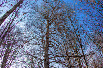 Blue sky and fallen tree branches with leaves
