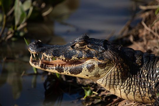 A large crocodilian reptile, the broad-snouted caiman (Caiman latirostris) on the border of pond in Pantanal, Brazil. 