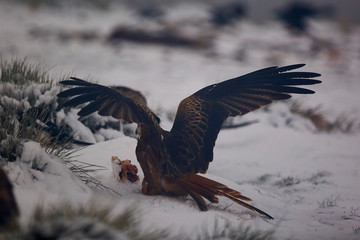 Black Kite in flight above the hills of Segovia, Spain