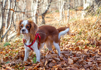 Autumn and dog. King Charles Cavalier dog with leaves. gold and red color, walk in the park
