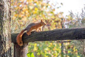 Squirrel in nature. Squirrel on tree. Cute squirrel on tree branch. Squirrel portrait