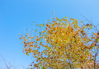 Blue sky and tree leaves