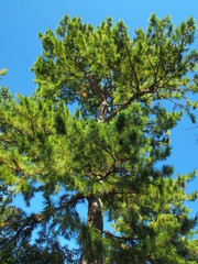 クロマツと秋空