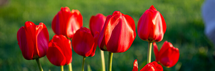 Blooming flowers of red tulips on a green background in the garden.