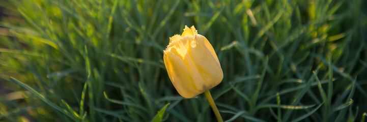 Blooming lonely flower of a yellow tulip on a green background in the garden.