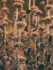 Schöne braune Trockenblumen auf der Wiese in freier Wildbahn. Getrocknete Blumen reichen nach oben. Spätherbst. Kreative Verarbeitung. © MLReed