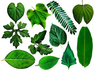 Many of green leaf are isolated on a white background