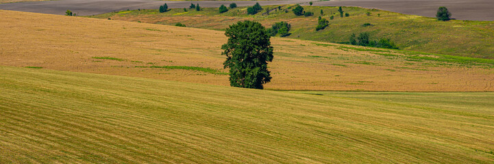 Single linden tree in the field after the harvest of wheat, panorama.