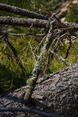 Fototapeta premium Alto Adige autumn nature outdoor