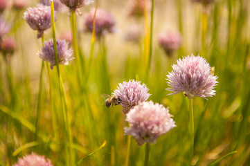 Pszczoła na kwiatku